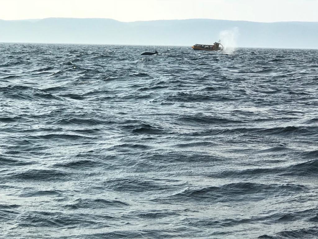 visite tadoussac croisière baleines 