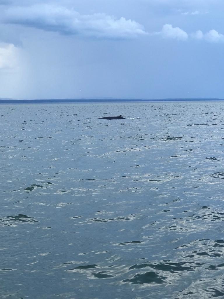visite tadoussac croisière baleines 
