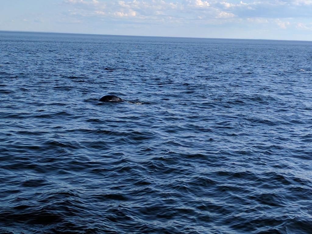 visite tadoussac croisière baleines 